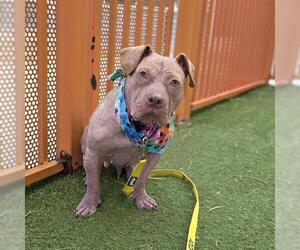 Mutt Dogs for adoption in Las Vegas, NV, USA