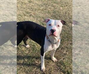 American Pit Bull Terrier Dogs for adoption in Richmond, IN, USA