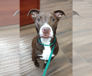 Mutt Dogs for adoption in Hilton Head, SC, USA