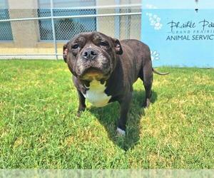 Boxer-Unknown Mix Dogs for adoption in Grand Prairie, TX, USA