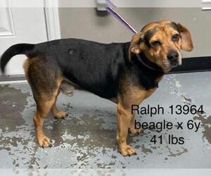 Beagle Dogs for adoption in pomfret, CT, USA
