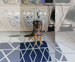 German Shepherd Dog-Unknown Mix Dogs for adoption in Miami, FL, USA