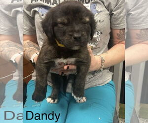 Mutt Dogs for adoption in Jackson Township, NJ, USA