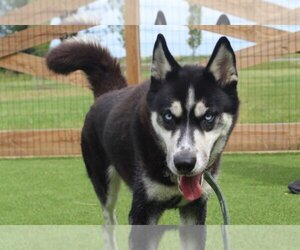 Siberian Husky Dogs for adoption in Chestertown, MD, USA
