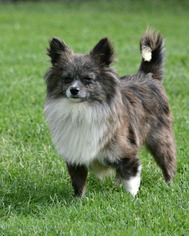 Australian Shepherd-Chihuahua Mix Dogs for adoption in Abilene, TX, USA