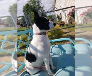 Rat Terrier Dogs for adoption in Scottsboro, AL, USA