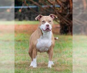 American Pit Bull Terrier Dogs for adoption in Derwood, MD, USA