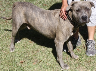 American Staffordshire Terrier-Unknown Mix Dogs for adoption in Graniteville, SC, USA