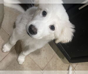 Great Pyrenees-Huskies Mix Dogs for adoption in McKinney, TX, USA