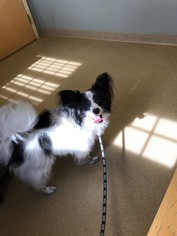 Papillon Dogs for adoption in Sandown, NH, USA