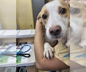 Beagle-Unknown Mix Dogs for adoption in Norfolk, VA, USA