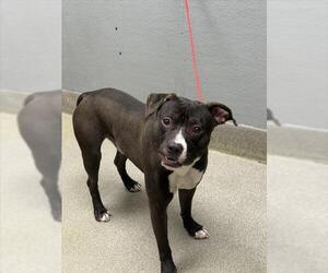 American Pit Bull Terrier-Unknown Mix Dogs for adoption in Las Vegas, NV, USA