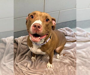 American Pit Bull Terrier Dogs for adoption in Waterford, VA, USA