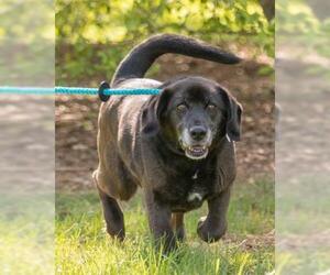 Labrador Retriever-Unknown Mix Dogs for adoption in Waterford, VA, USA