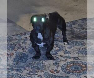 American Staffordshire Terrier-Basset Hound Mix Dogs for adoption in San Antonio, TX, USA