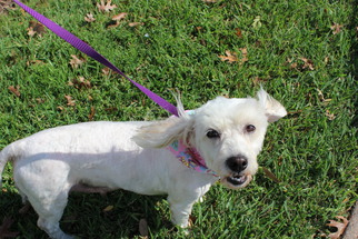 Lhasa-Poo Dogs for adoption in Missouri City, TX, USA