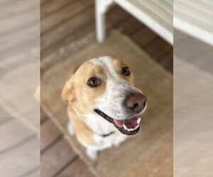Beagle-Unknown Mix Dogs for adoption in Oak Bluffs, MA, USA