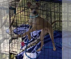 Chihuahua-Doberman Pinscher Mix Dogs for adoption in Pipe Creek, TX, USA