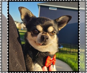 Chihuahua-Unknown Mix Dogs for adoption in Princeton, MN, USA