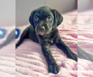 Labrador Retriever-Unknown Mix Dogs for adoption in Corona, CA, USA