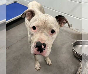Argentinian Mastiff-Unknown Mix Dogs for adoption in Tavares, FL, USA