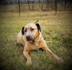Boxador Dogs for adoption in Centerton, AR, USA
