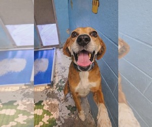 Mutt Dogs for adoption in Rustburg, VA, USA