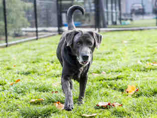 Labrador Retriever Dogs for adoption in Placerville, CA, USA