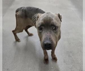 American Pit Bull Terrier Dogs for adoption in HESPERIA, CA, USA
