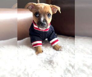 Chihuahua-Unknown Mix Dogs for adoption in St. Louis Park, MN, USA