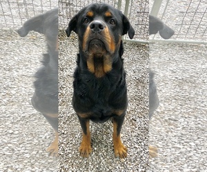 Rottweiler Dogs for adoption in Sparta, TN, USA