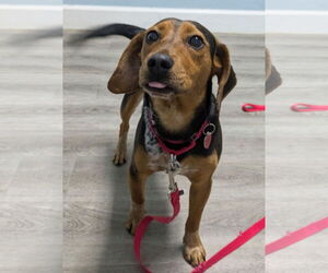 Beagle Dogs for adoption in Dunnellon, FL, USA