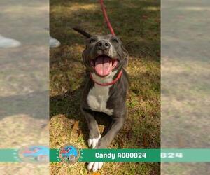 American Bulldog-Unknown Mix Dogs for adoption in Mobile, AL, USA