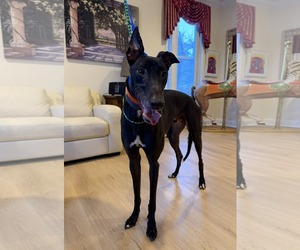 Greyhound Dogs for adoption in Cherry Hill, NJ, USA