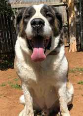 Small Saint Bernard Mix