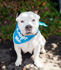 Staffordshire Bull Terrier Dogs for adoption in West Hollywood, CA, USA