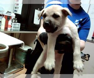 German Shepherd Dog-Unknown Mix Dogs for adoption in Martinez, CA, USA