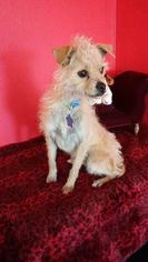 Medium Photo #1 Cairn Terrier-Unknown Mix Puppy For Sale in Phoenix , AZ, USA