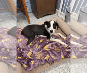 Mutt Dogs for adoption in Oakhurst, NJ, USA