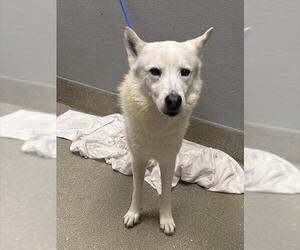 German Shepherd Dog-Unknown Mix Dogs for adoption in Las Vegas, NV, USA