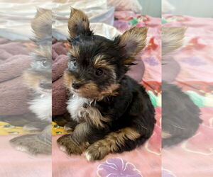 Mutt Dogs for adoption in Boca Raton, FL, USA