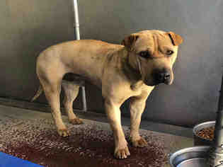 Chinese Shar-Pei Dogs for adoption in Redlands, CA, USA