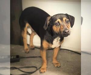 Parson Russell Terrier-Unknown Mix Dogs for adoption in Fort Lauderdale, FL, USA