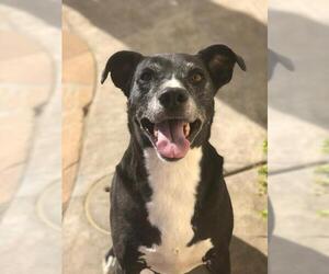 Labrador Retriever Dogs for adoption in danville, CA, USA