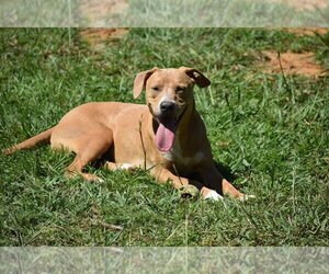 American Pit Bull Terrier-Unknown Mix Dogs for adoption in Newton, TX, USA