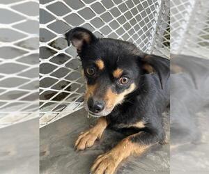 Chihuahua Dogs for adoption in Bakersfield, CA, USA