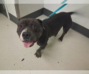 Mutt Dogs for adoption in Corona, CA, USA