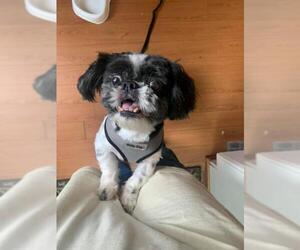 Shih Tzu Dogs for adoption in Greenville, SC, USA