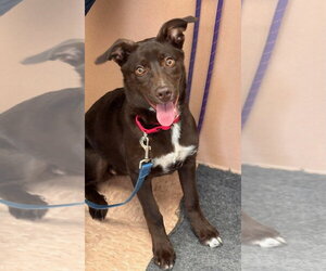 Australian Kelpie Dogs for adoption in Batavia, NY, USA
