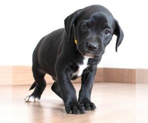 American Pit Bull Terrier Dogs for adoption in Eden Prairie, MN, USA
